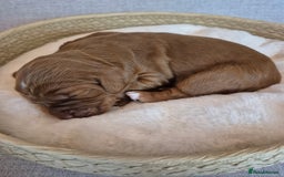 Cockapoo dogs for sale: red cockapoo f1 non fading - Image 4