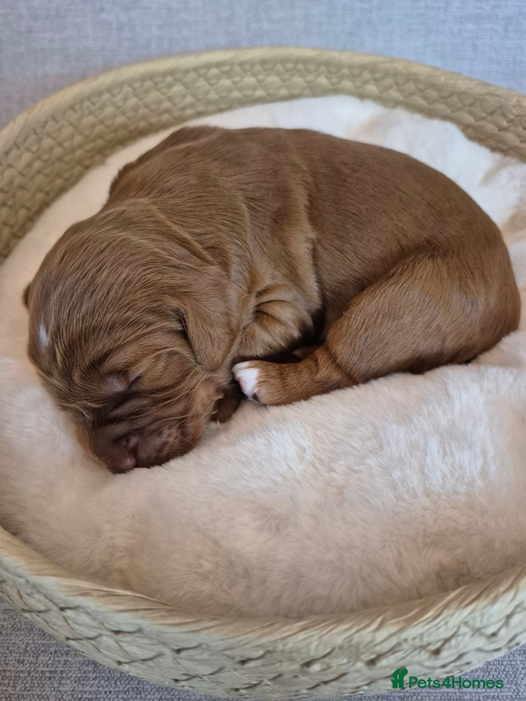 Cockapoo dogs for sale: red cockapoo f1 non fading - Image 4