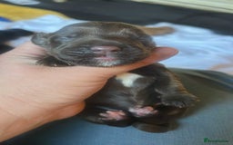 Cocker Spaniel dogs for sale: Cocker spaniel puppies - Image 8
