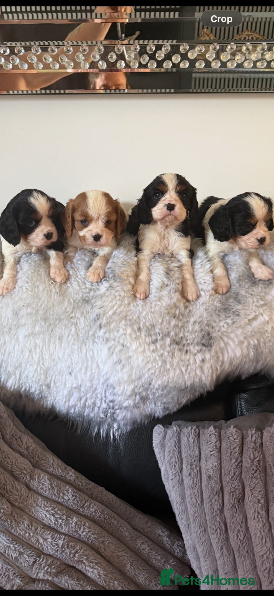 Cavalier King Charles Spaniel dogs 🐶Kc cavalier dna clear puppies 🐶 - Advert 1