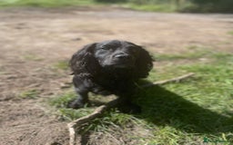 Cocker Spaniel dogs for stud: Very Small Working Cocker Spaniel for Stud  - Image 2