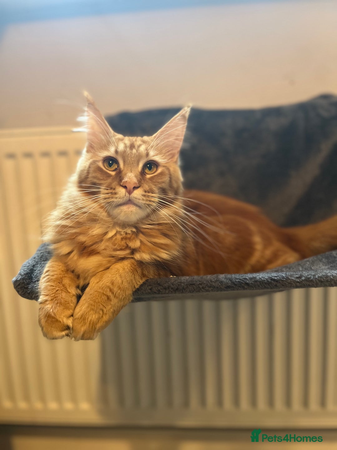 Maine Coon cats for sale: Stunning red tabby male TICA reg READY - Image 11