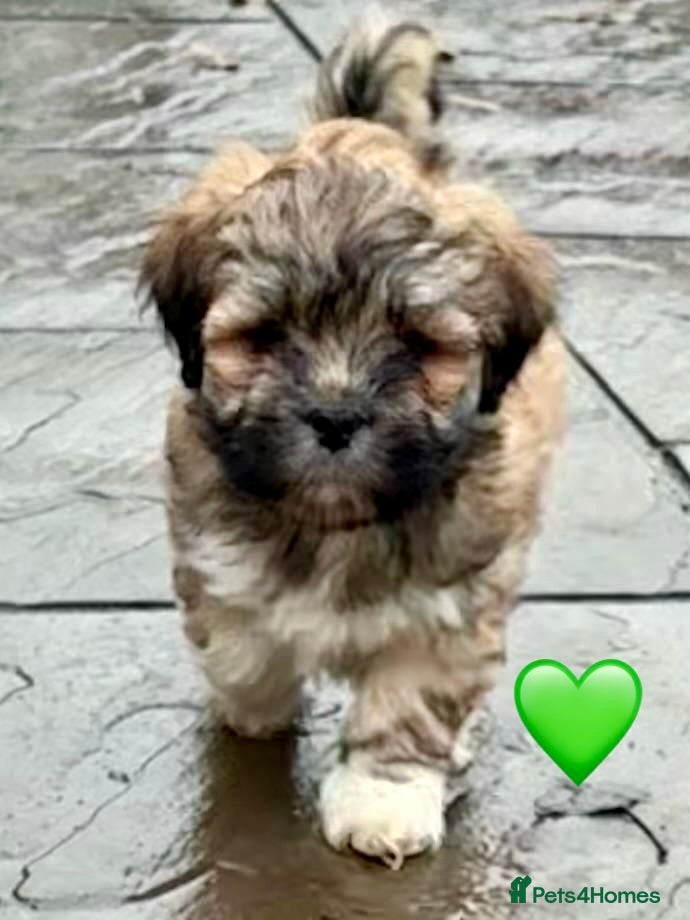 Lhasa Apso dogs One Adorable Lhasa Apso Pups KC reg GPRA Clear - Advert 1