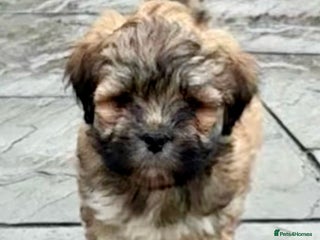Lhasa Apso dogs One Adorable Lhasa Apso Pups KC reg GPRA Clear - Advert 6