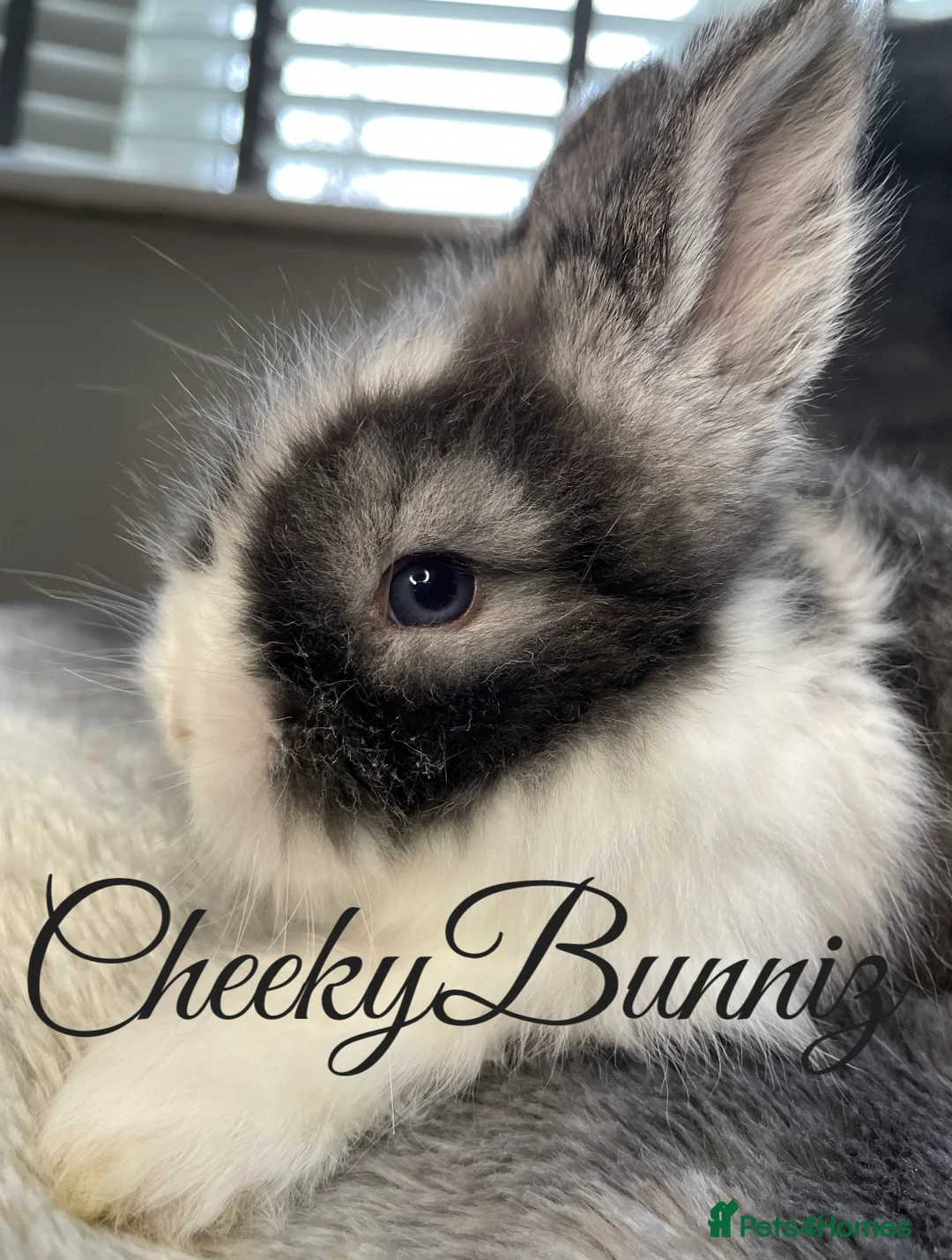 Angora rabbits for sale: English Angora 2026 Waiting List Now Open - Advert 6