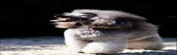 Miniature Poodle dogs for stud: Exceptional Crufts Qualified Silver mini poodle  - Advert 4