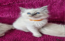 Ragdoll cats for sale: Ready Now Last Ragdoll Girl DNA tested  - Image 10