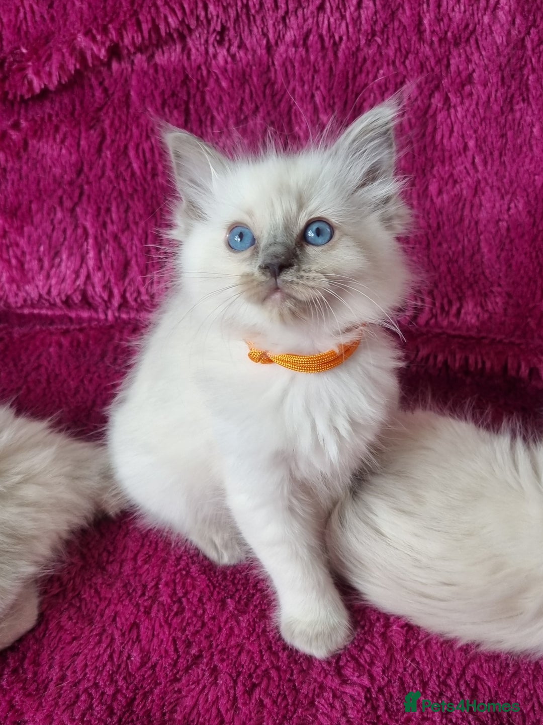 Ragdoll cats for sale: Ready Now Last Ragdoll Girl DNA tested  - Image 10