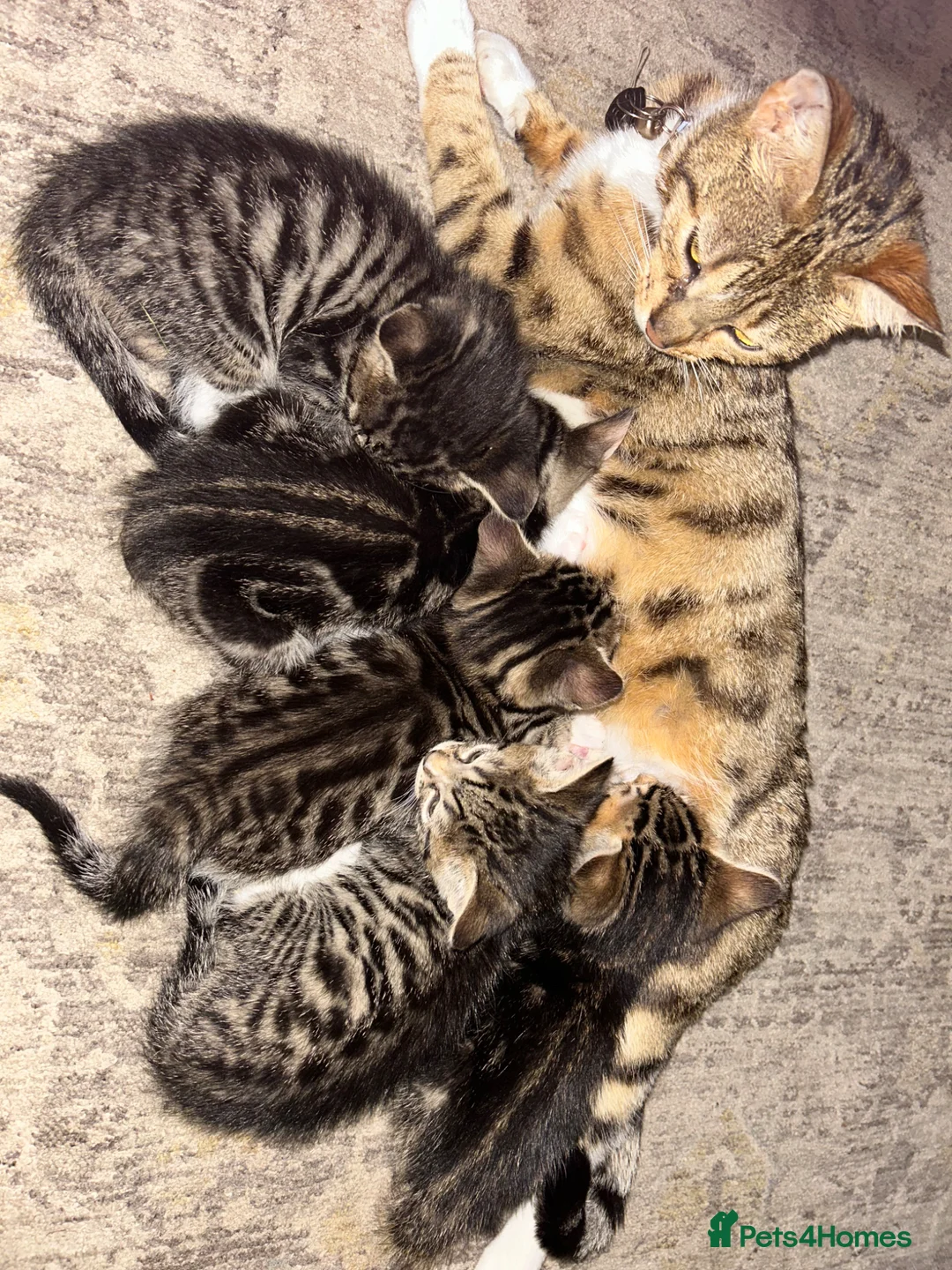 Mixed Breed cats for sale: Tubby/Bengal - Advert 1