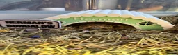 Hermann Tortoise reptiles for sale: Male and Female hermanns tortoises - Advert 3