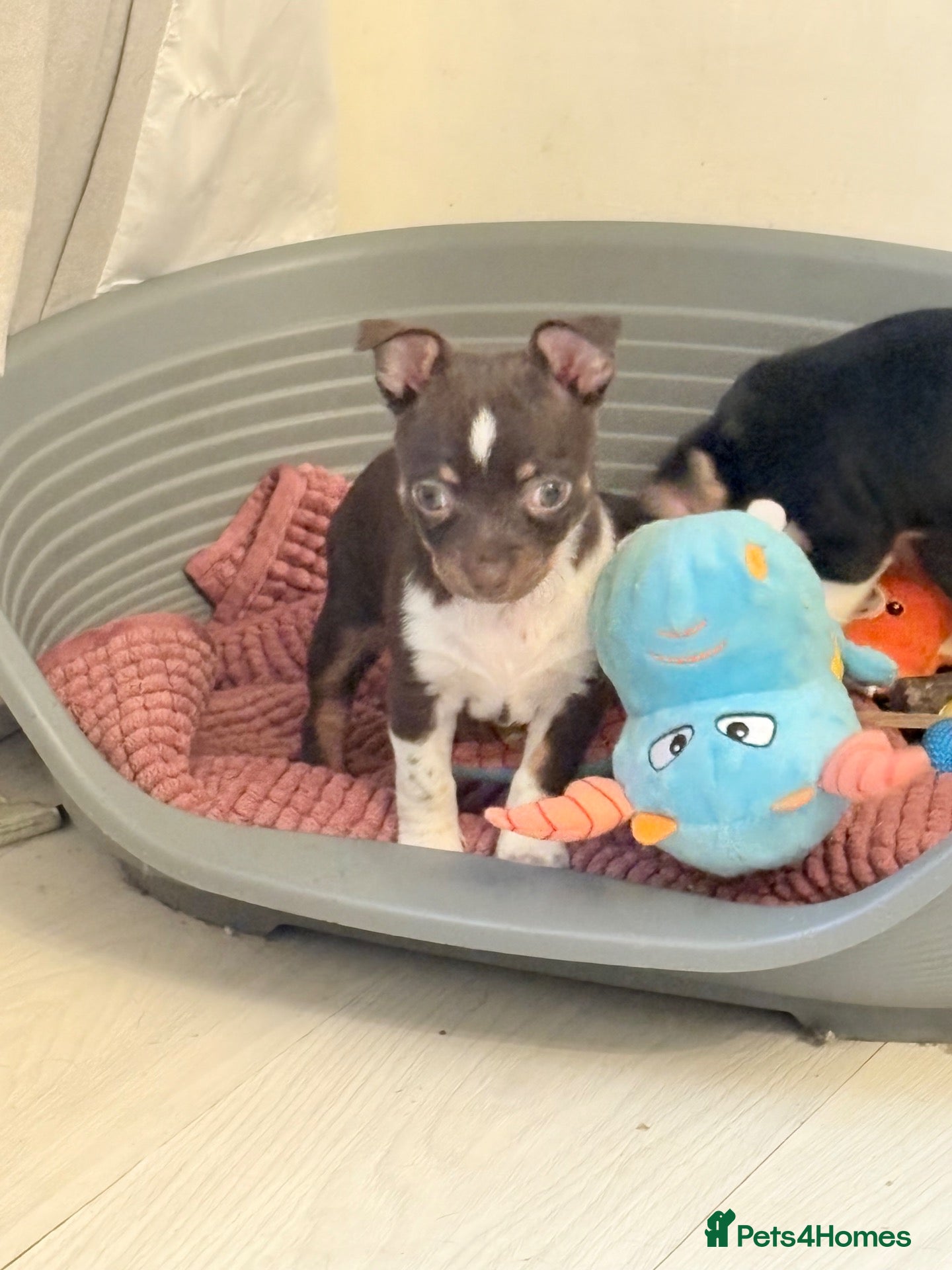 Chihuahua dogs for sale: Chihuahua puppies - Advert 13