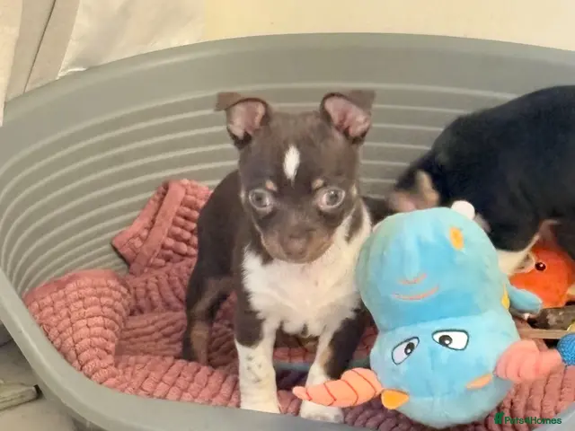 Chihuahua dogs for sale: Chihuahua puppies - Advert 13