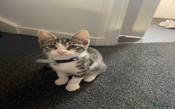 British Shorthair cats for sale: Lovely striped female kitten - Image 1