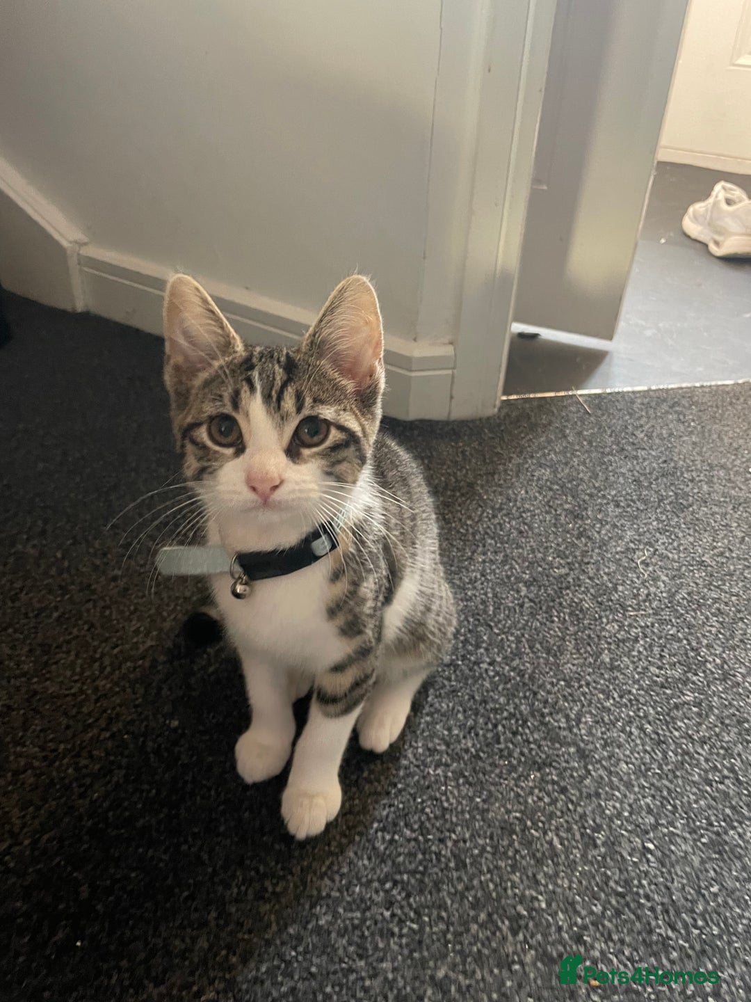 British Shorthair cats for sale: Lovely striped female kitten - Image 1