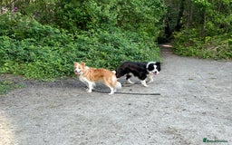 Border Collie dogs for sale: DUE 1st August Border collie Puppies - Image 16
