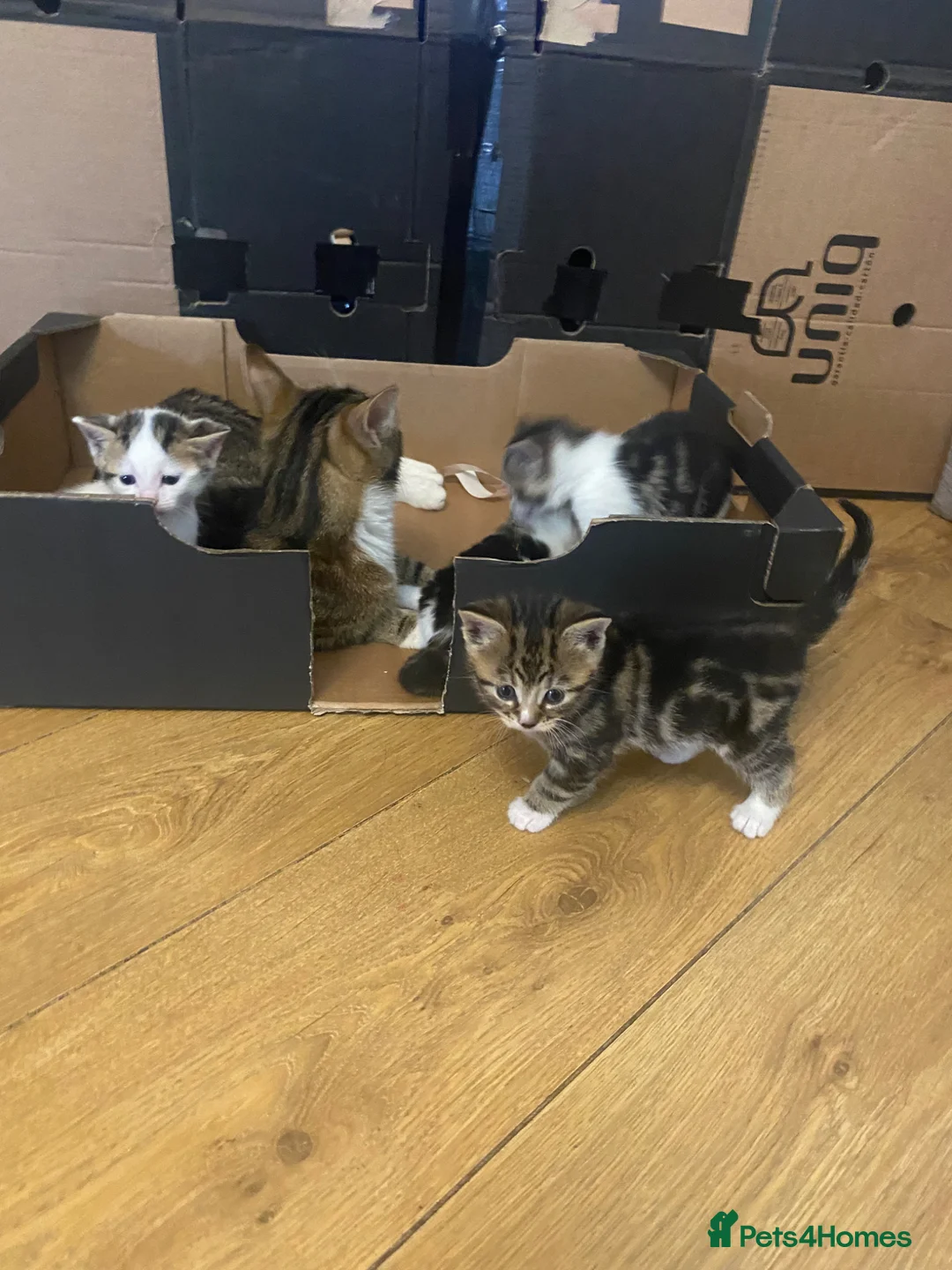 Bengal cats for sale: Bengal crossed kittens  - Advert 9