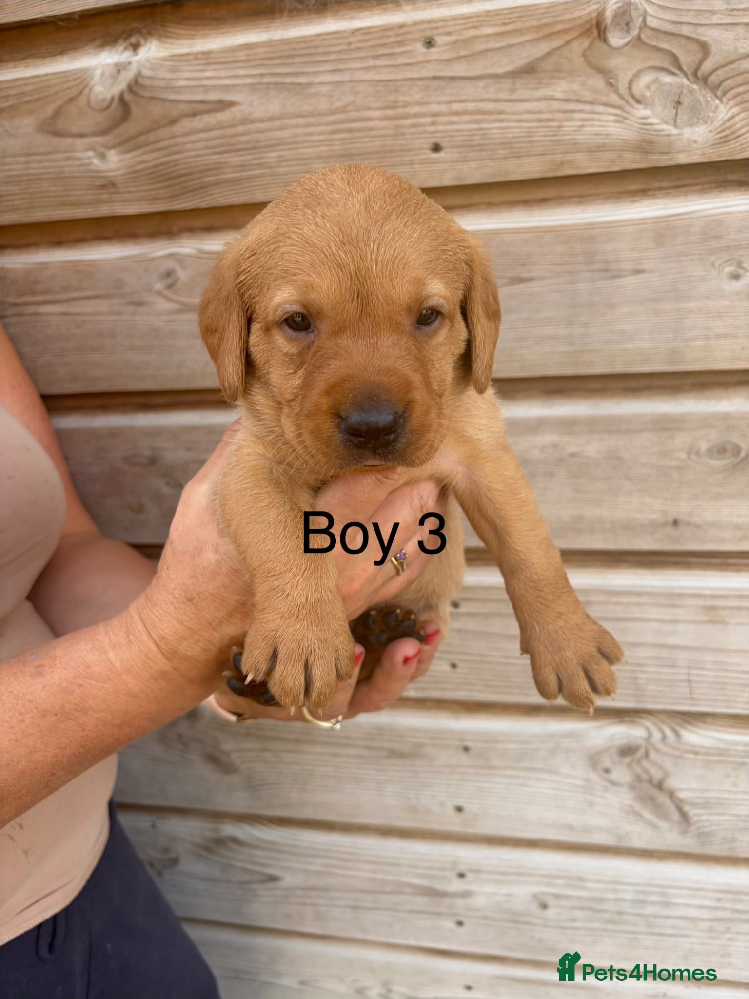 Labrador Retriever dogs Fox red Labrador puppies for sale  - Advert 1
