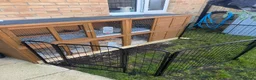 Guinea Pig rodents for sale: Pair of young male guinea pigs  in Bishop's Stortford - Advert 4
