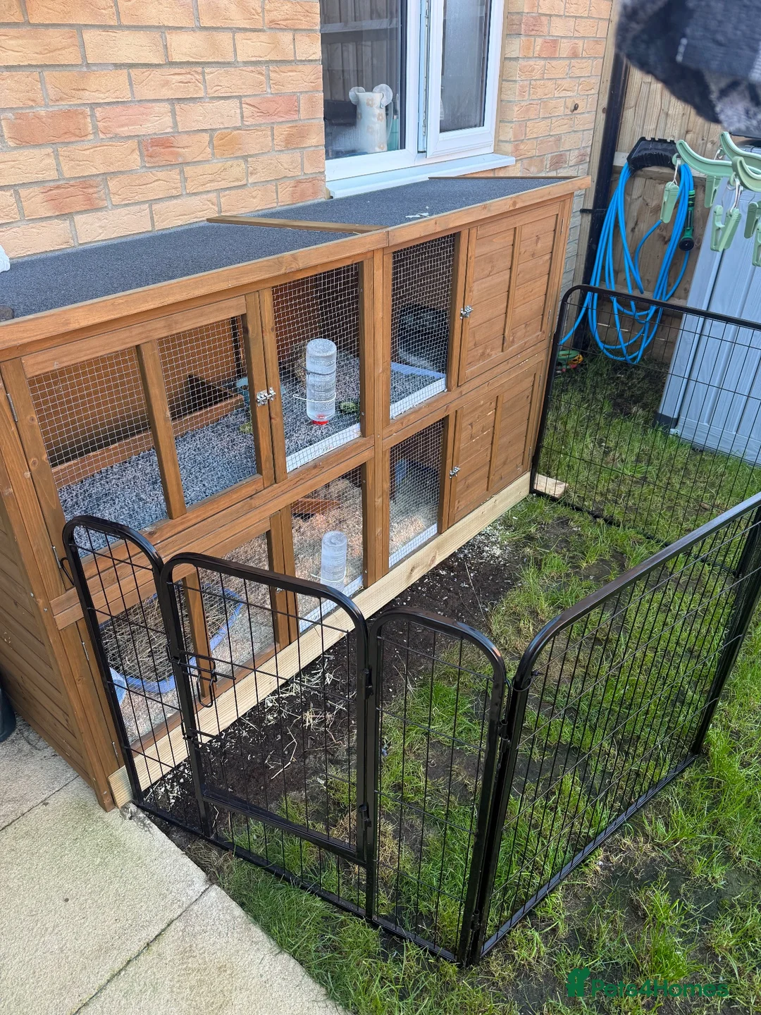 Guinea Pig rodents for sale: Pair of young male guinea pigs  in Bishop's Stortford - Advert 4