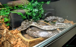 Rat Snake reptiles for sale: Black Rat Snake and 4ft Set Up - Image 4