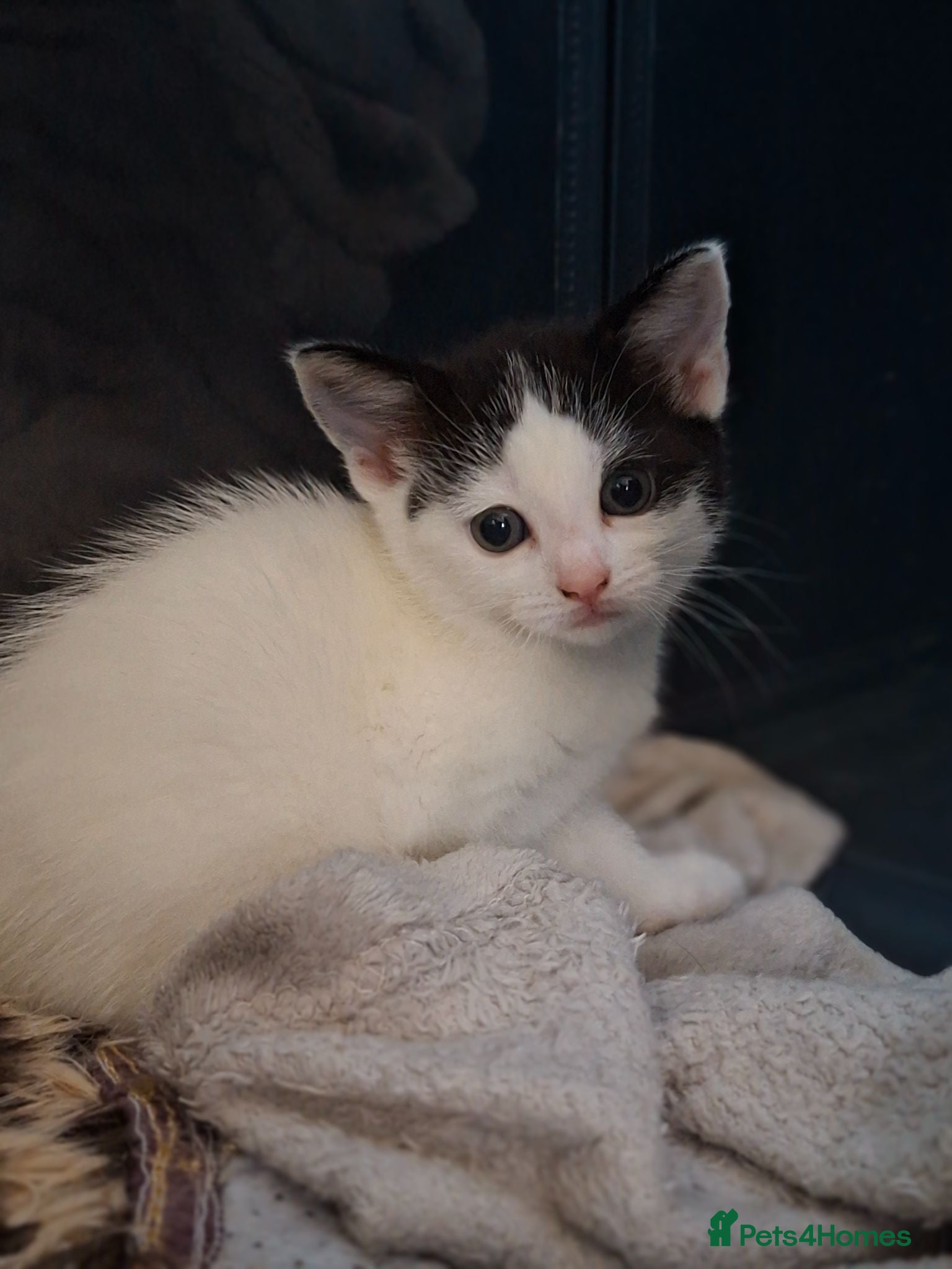 Mixed Breed cats Fluffy playfull healthy kittens - Advert 7
