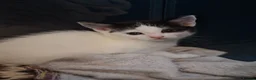 Mixed Breed cats for sale: Fluffy playfull healthy kittens - Advert 4