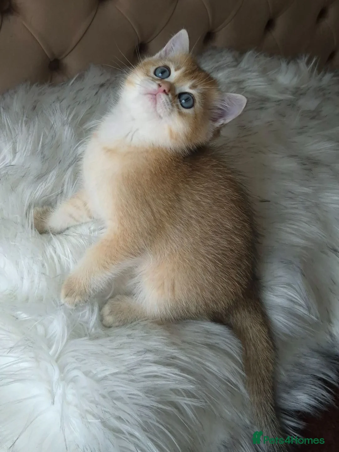 British Longhair cats for sale: British Longhair/Shorthair black golden shaded  - Advert 2