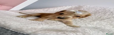 Cocker Spaniel 5