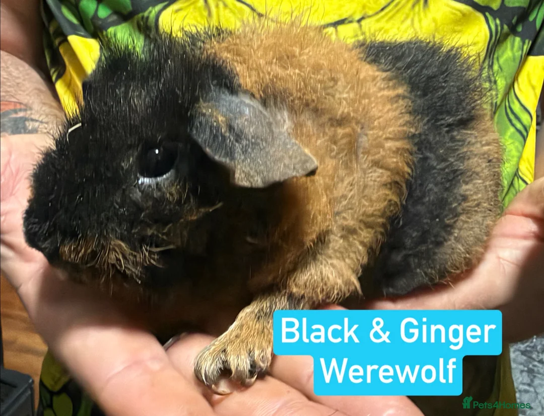 Guinea Pig rodents for sale: Proven Skinny Pig Boars.  - Advert 2