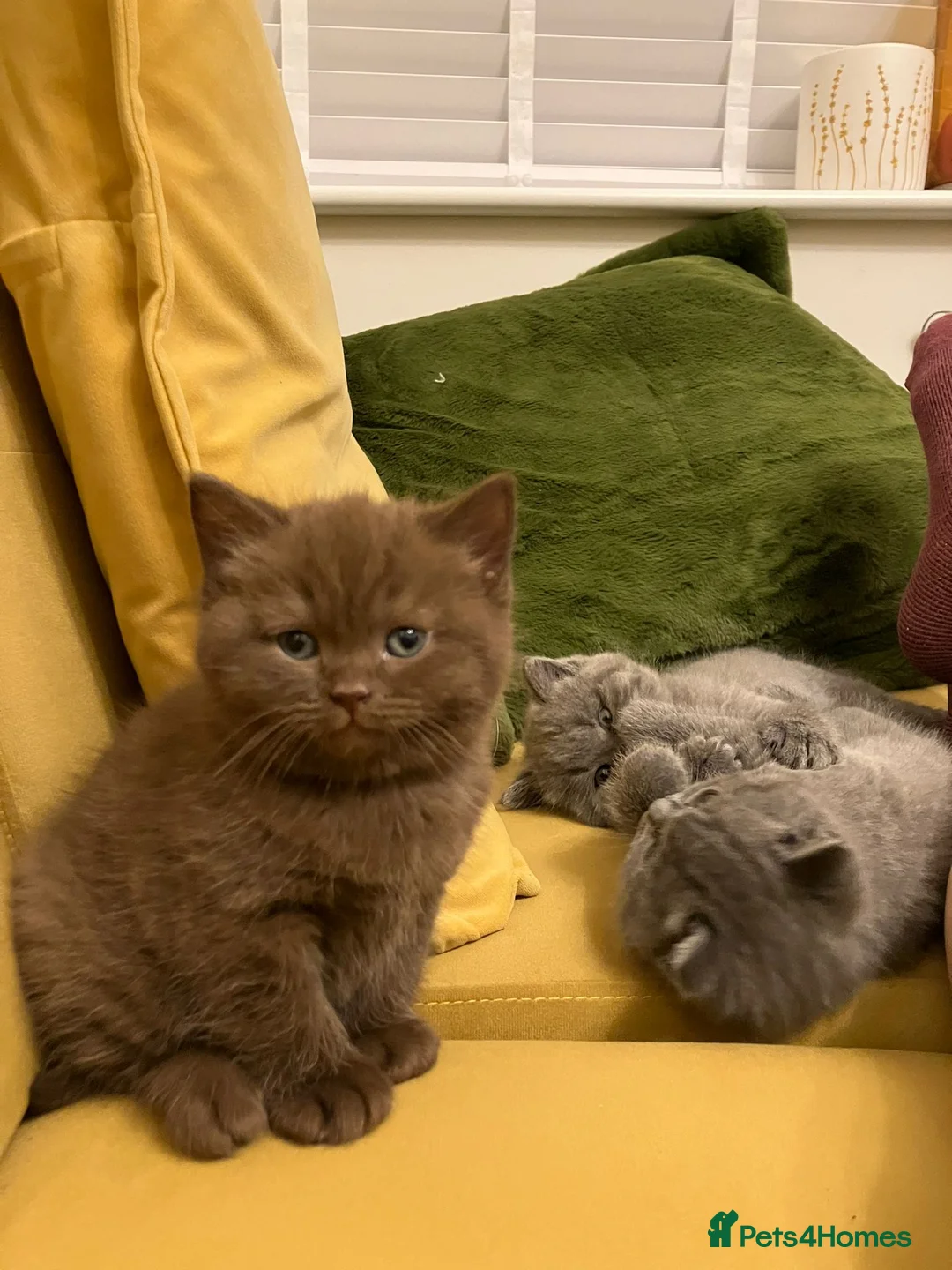 British Shorthair cats for sale: Adorable British Shorthair Kittens for Sale in Lincoln - Advert 23