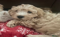 Cavapoo dogs for sale: Toy Cavapoo Puppies - Image 8