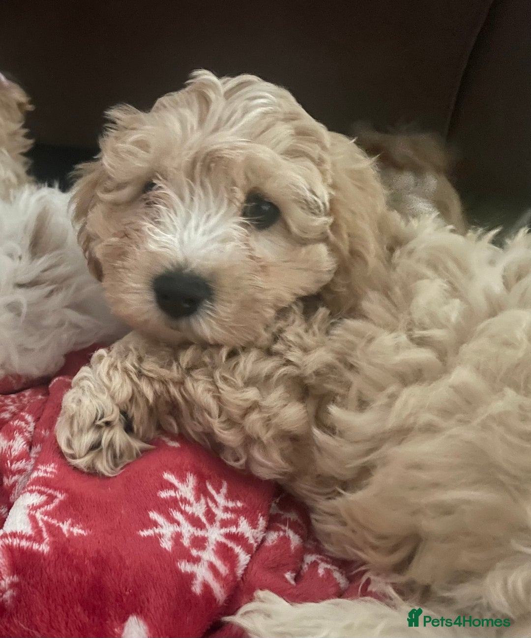 Cavapoo dogs for sale: Toy Cavapoo Puppies - Image 8