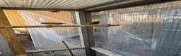 Finches birds for sale: 2 male guardians swap for parrot finches - Advert 3