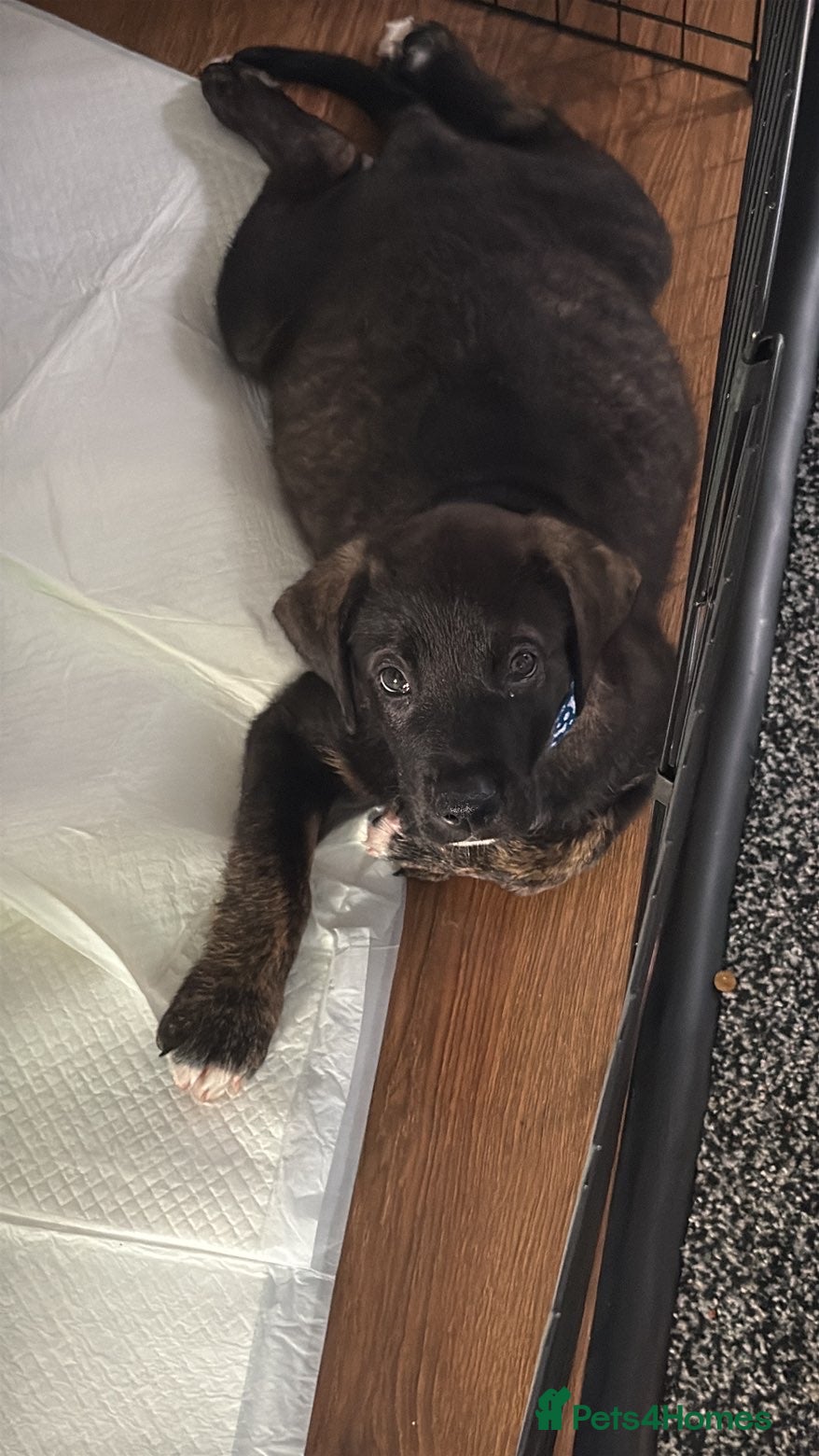 Mixed Breed dogs Staffy mixed puppy for sale  - Advert 13