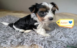 Yorkshire Terrier dogs for adoption: 💙🐶 YORKIE CROSS (BIEWER) PUPPIES 🐶💙 - Image 7