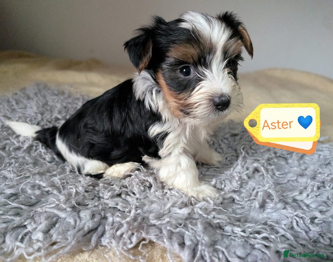 Yorkshire Terrier dogs for adoption: 💙🐶 YORKIE CROSS (BIEWER) PUPPIES 🐶💙 - Image 7