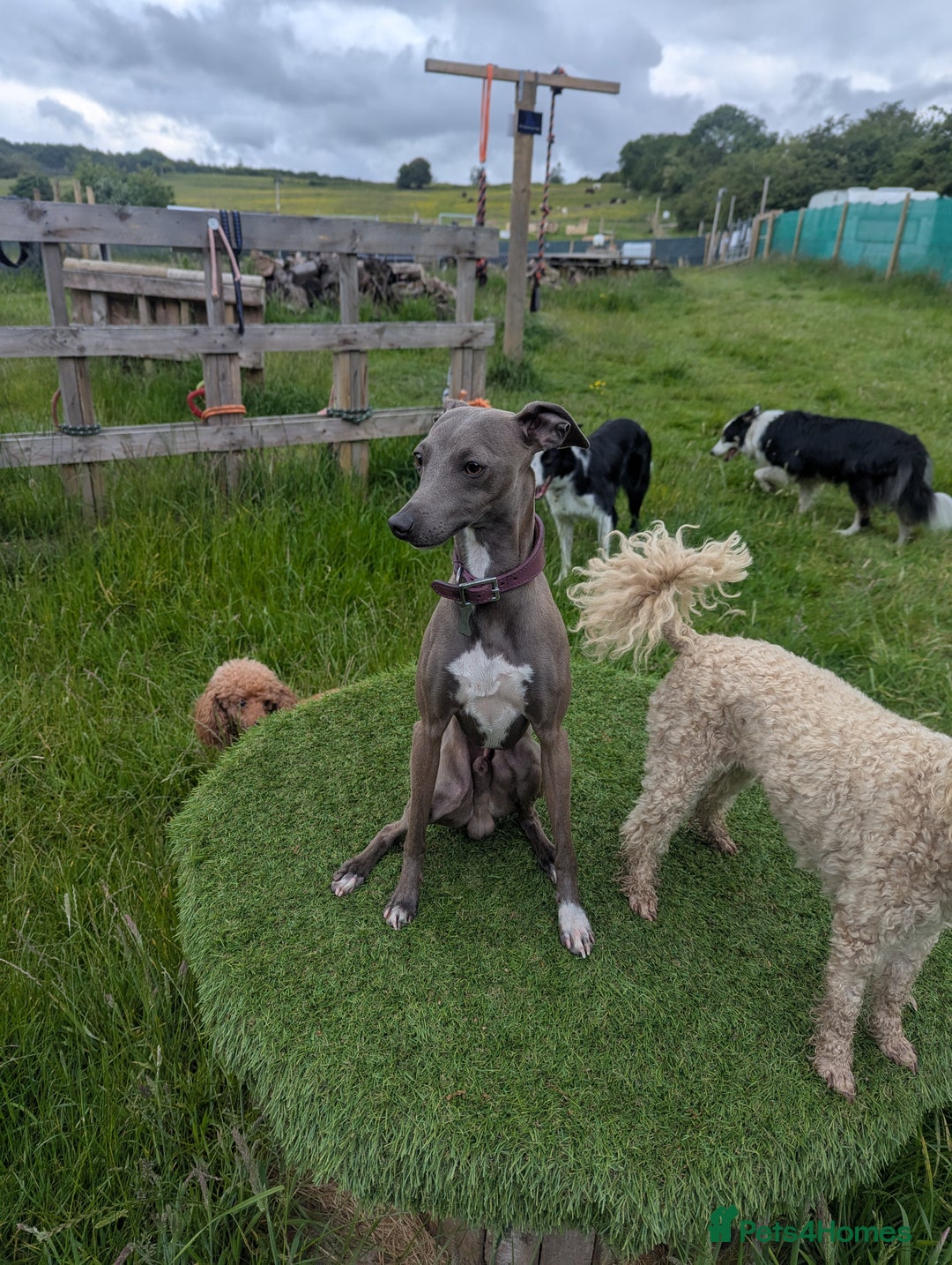 Italian Greyhound dogs for stud: Italian greyhound stud dog (proven) in Leeds - Advert 7