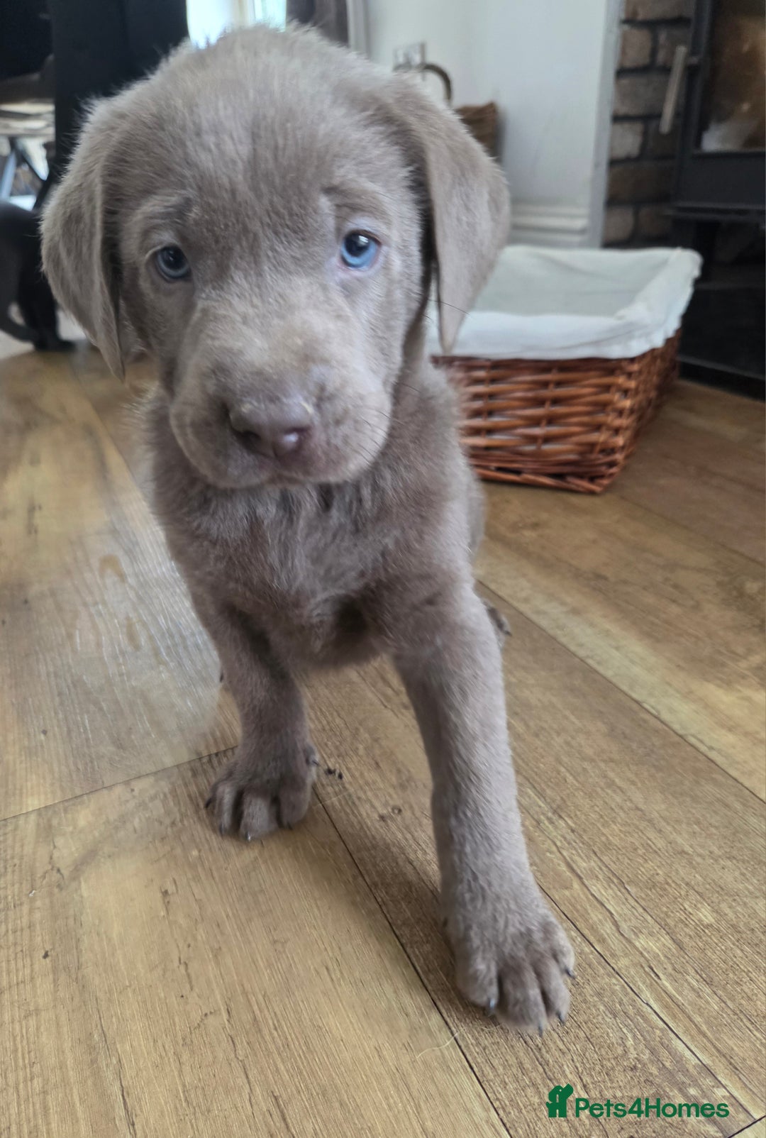 Labrador Retriever dogs for sale: 🩶 beautiful silver/Charcoal KC reg puppies 🩶 - Image 2