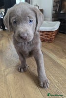 Labrador Retriever dogs - Advert 6