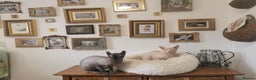 Sphynx cats for stud: Sphynx boy for stud  in Southampton - Advert 6
