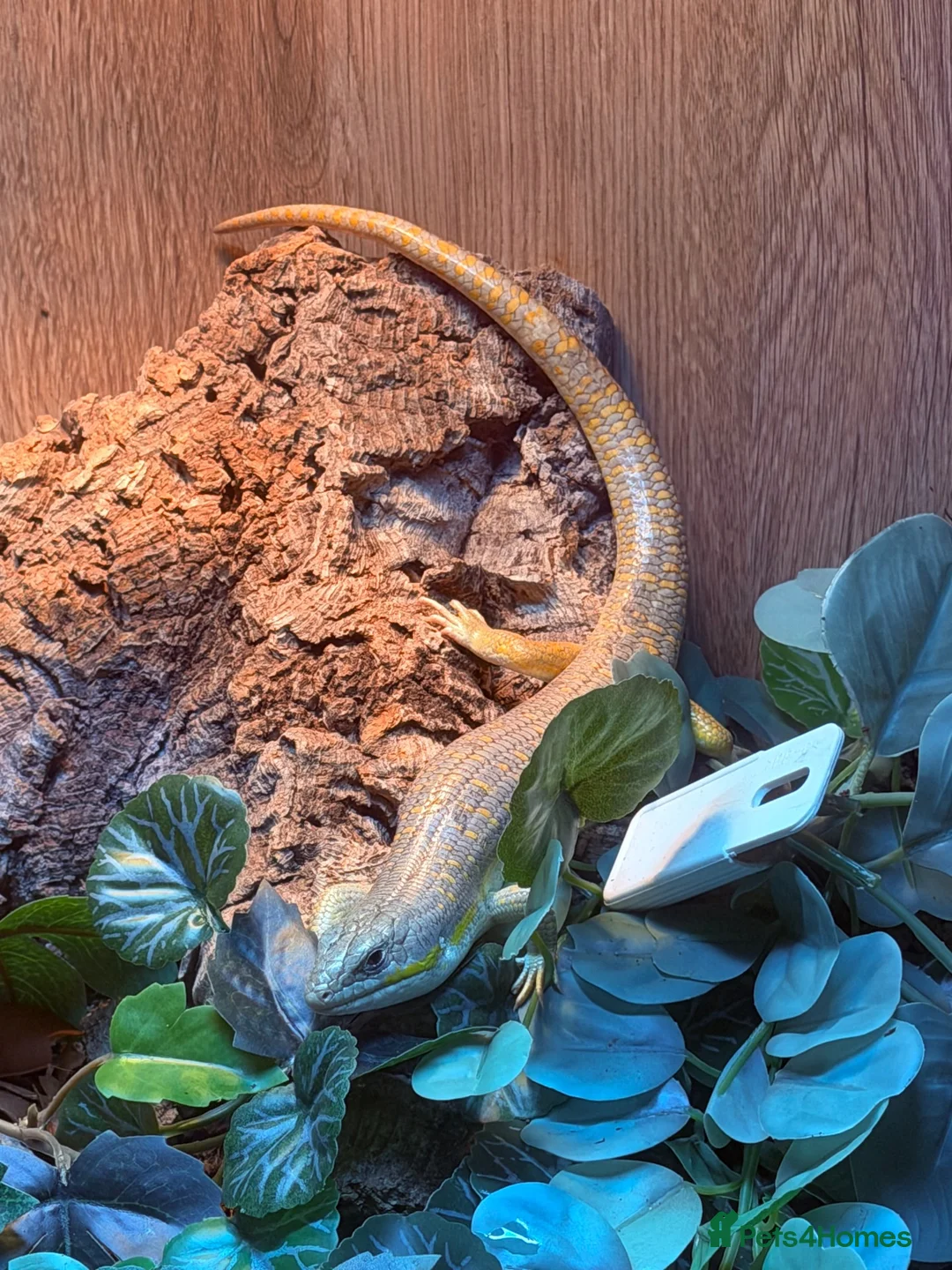 Skink reptiles for sale: Berber skink in Warrington - Advert 2
