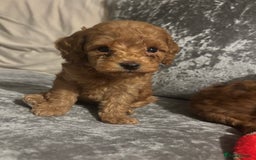 Miniature Poodle dogs for sale: Gorgeous apricot miniature poodle puppies - Image 14