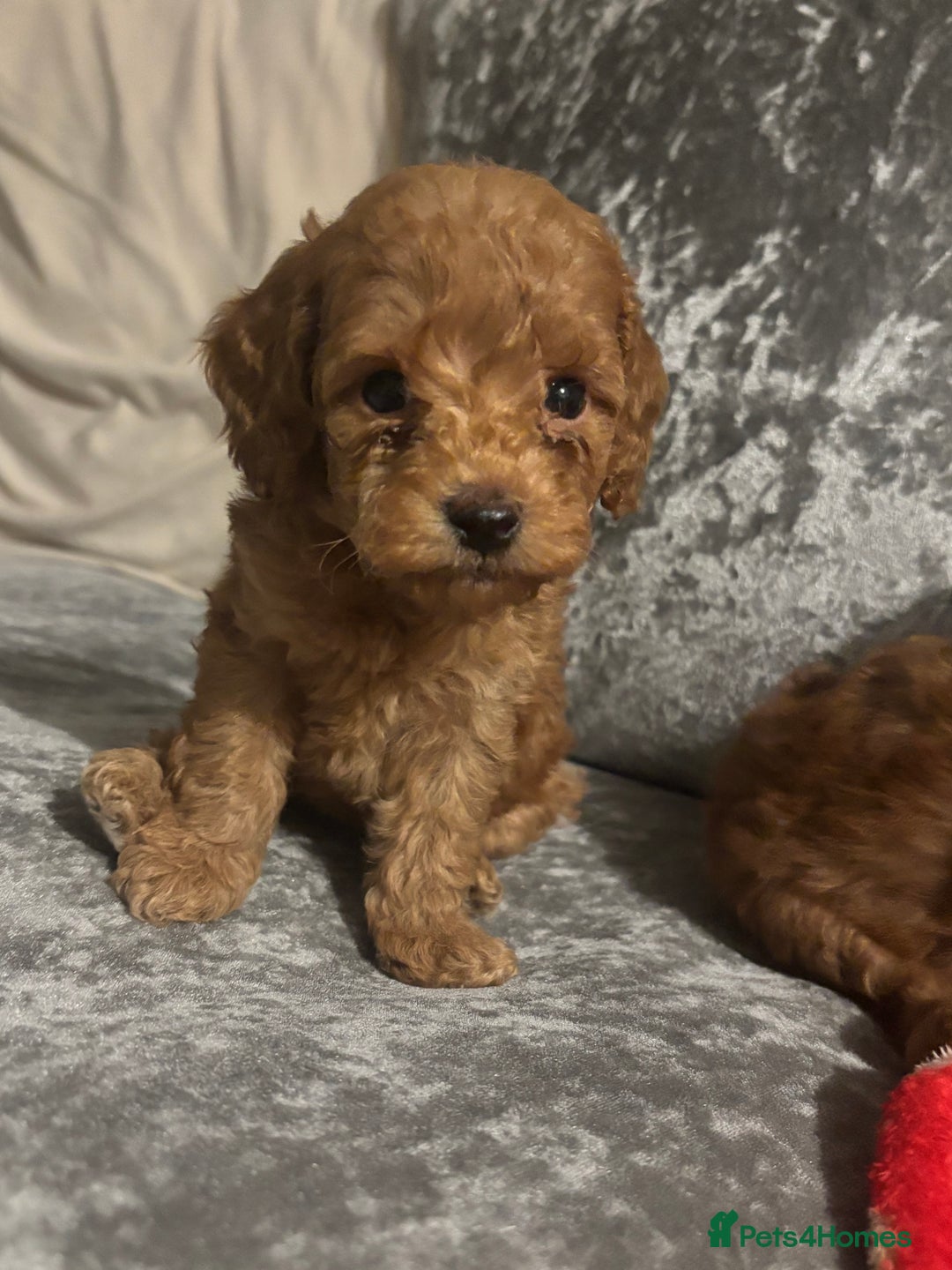 Miniature Poodle dogs for sale: Gorgeous apricot miniature poodle puppies - Image 14