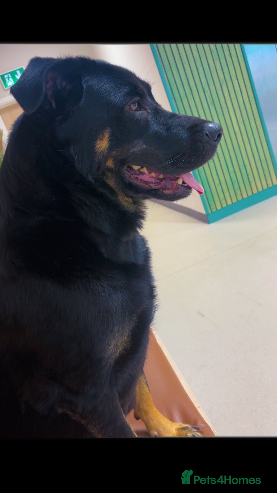Mixed Breed dogs for sale: Shepweiler puppies READY TO RESERVE! - Image 25