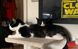 Domestic Shorthair cats for sale: Tuxedo Kitten for sale - Image 6