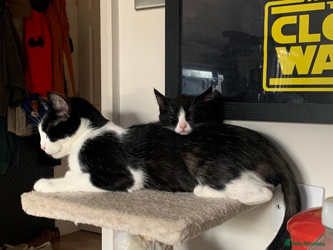 Domestic Shorthair cats for sale: Tuxedo Kitten for sale - Image 6