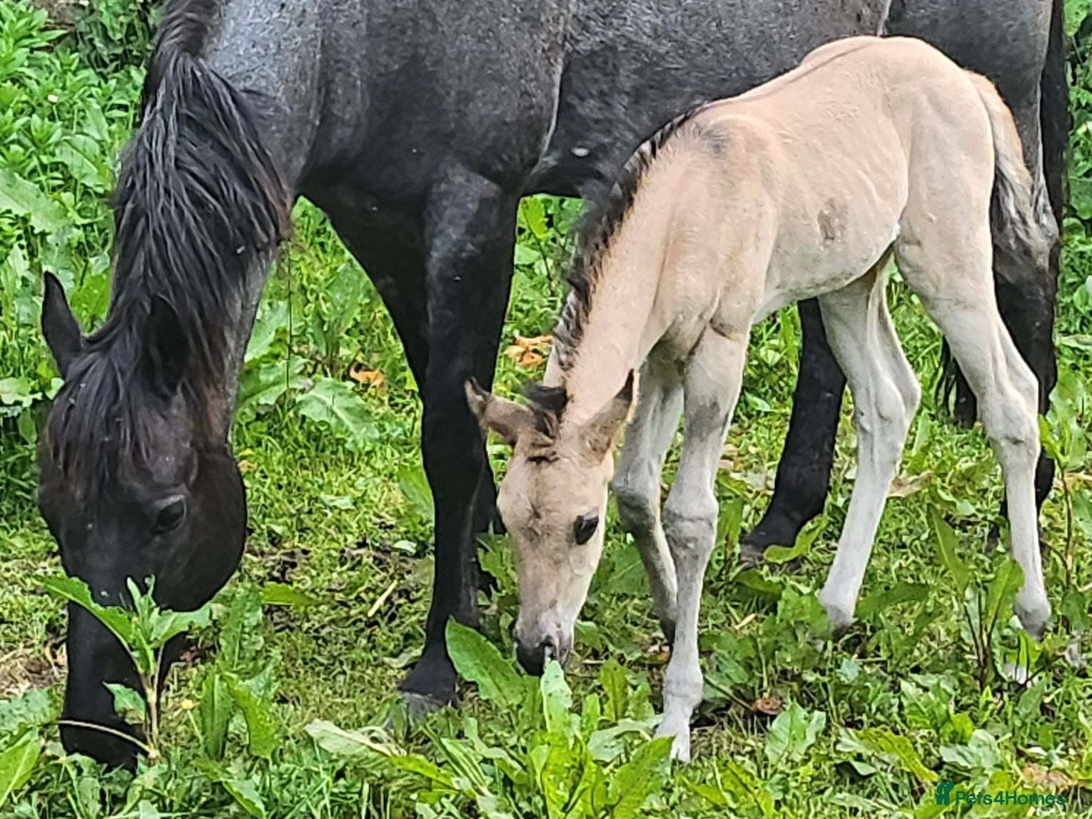 American Quarter horses for sale: QH Filly searching for superior dwelling & staff - Advert 14