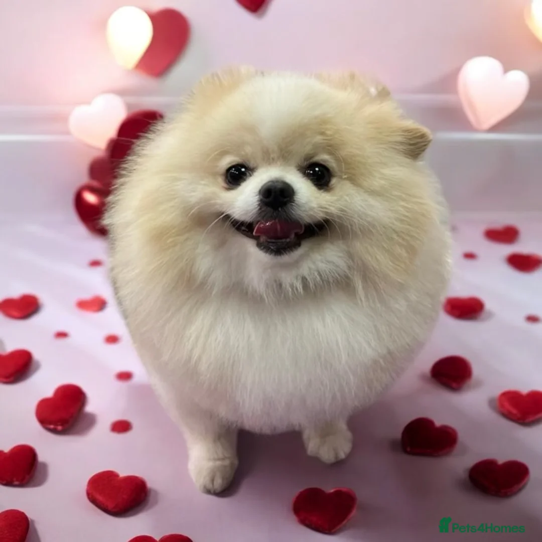 Pomeranian dogs for stud: TeddyBear Pomeranian for STUD - Advert 1