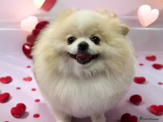 Pomeranian dogs TeddyBear Pomeranian for STUD - Advert 16