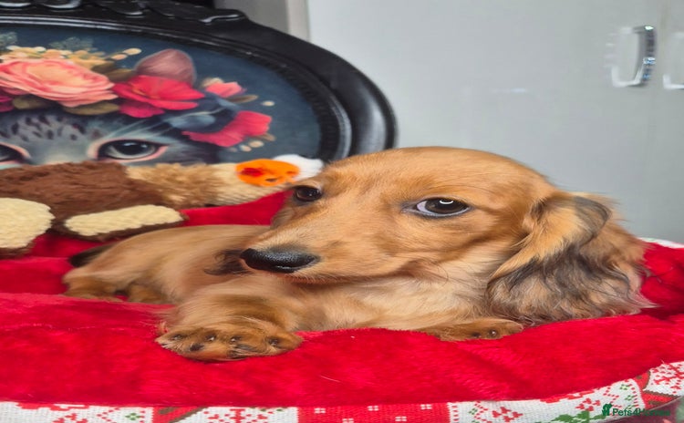 Miniature Dachshund dogs in Milton Keynes - Advert 7